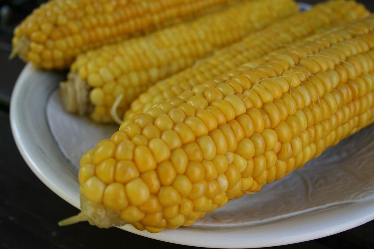 csemegekukorica_sweet-corn