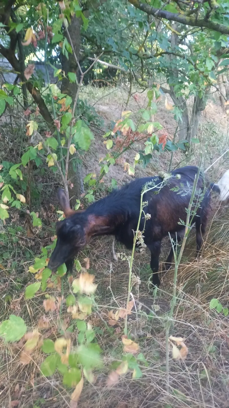 Alpesi kecske család eladó