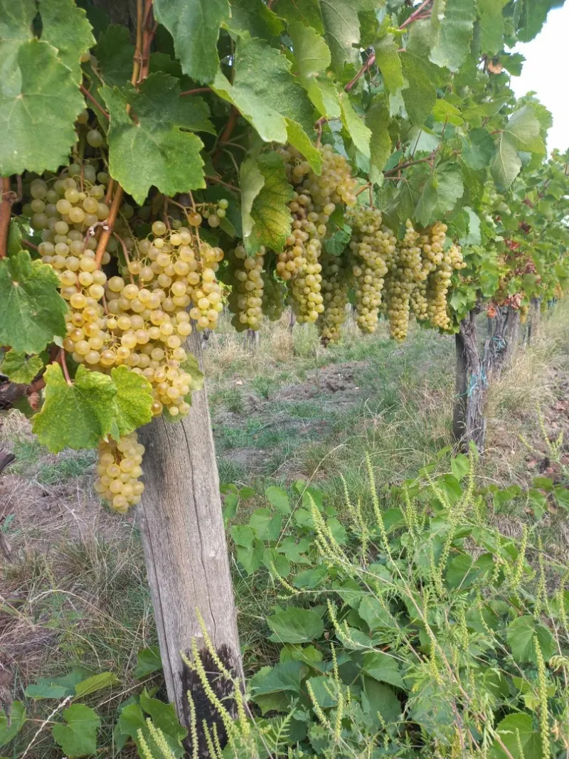 Furmint, hárslevelű minőségi borszőlő eladó Szerencsen