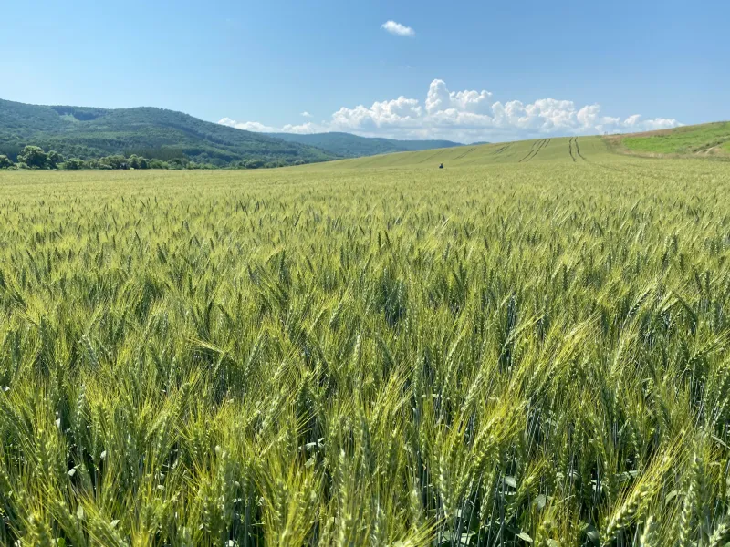 Őszi búza vetőmag a termelőtől