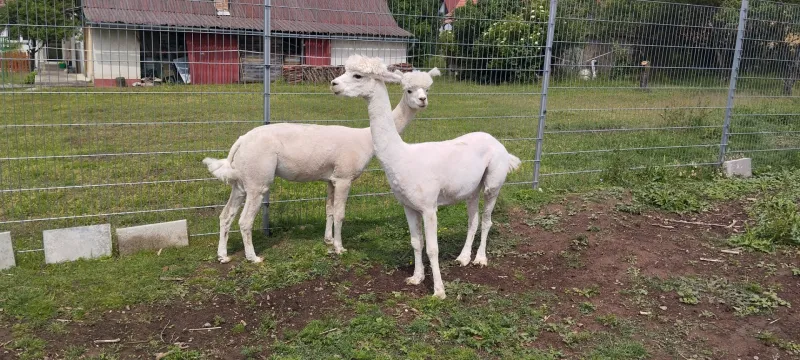 Birka -alpaka nyírást vállalok