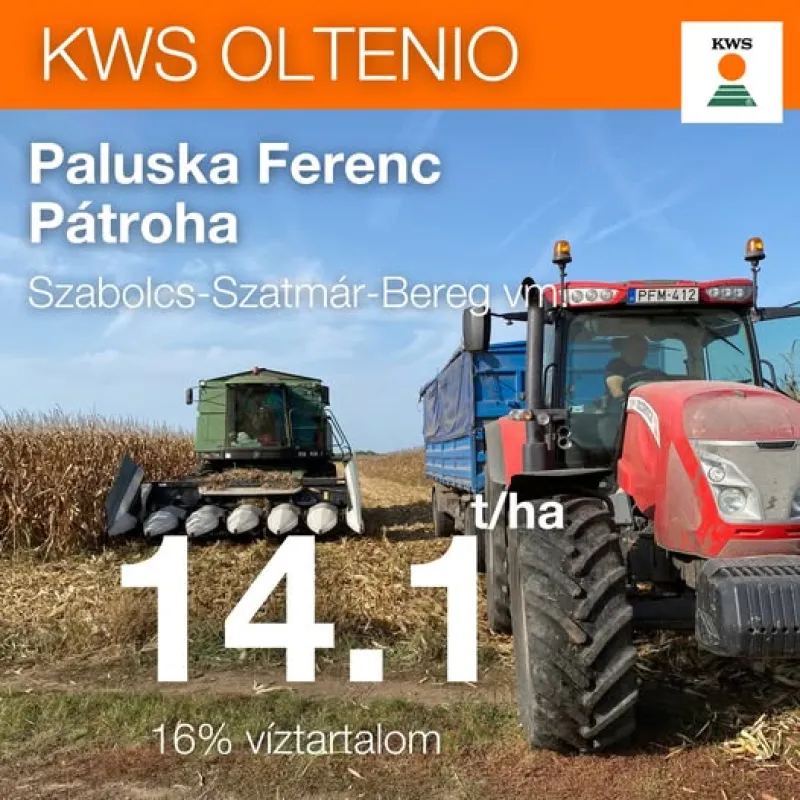 KWS OLTENIO (FAO 350-400) szemes kukorica vetőmag