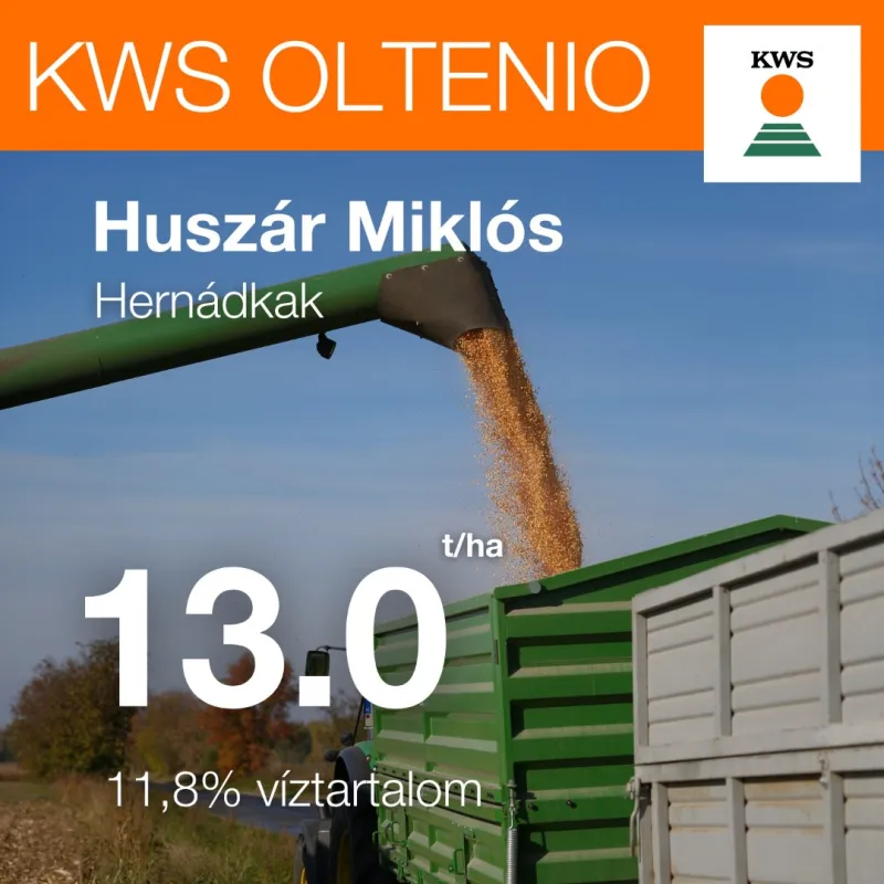 KWS OLTENIO (FAO 350-400) szemes kukorica vetőmag