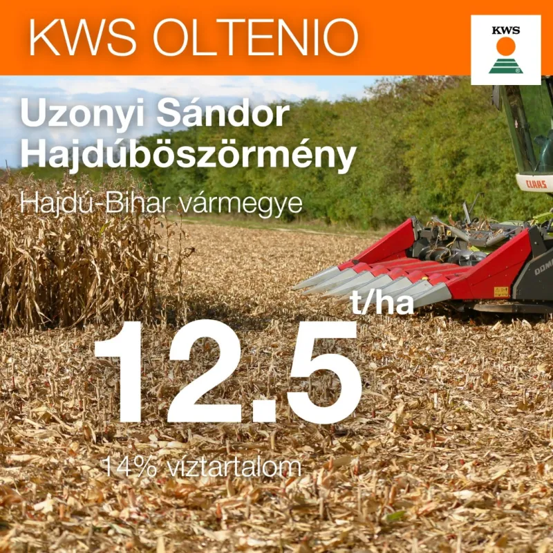 KWS OLTENIO (FAO 350-400) szemes kukorica vetőmag