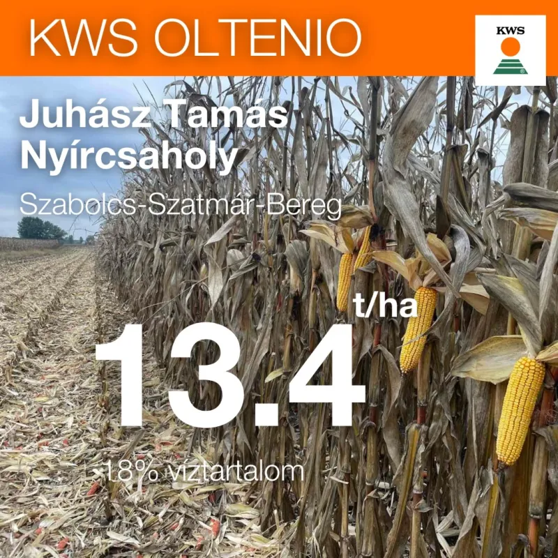 KWS OLTENIO (FAO 350-400) szemes kukorica vetőmag