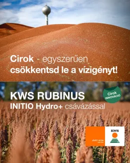 KWS RUBINUS szemes cirok vetőmag, korai érésű, vörös szemű