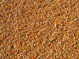 10 tonna kombájn tiszta kukorica Pest megyében eladó