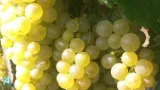 Furmint, hárslevelű minőségi borszőlő eladó Szerencsen