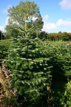 karácsonyfa eladó nagy tételben Dán nordmann fenyő, normand fenyő, abies nordmanniana, lucfenyő