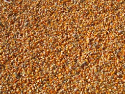 10 tonna kombájn tiszta kukorica Pest megyében eladó