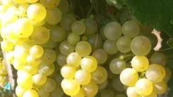 Furmint, hárslevelű minőségi borszőlő eladó Szerencsen